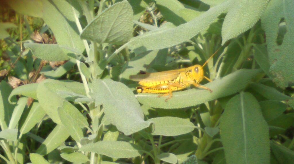 grasshopper