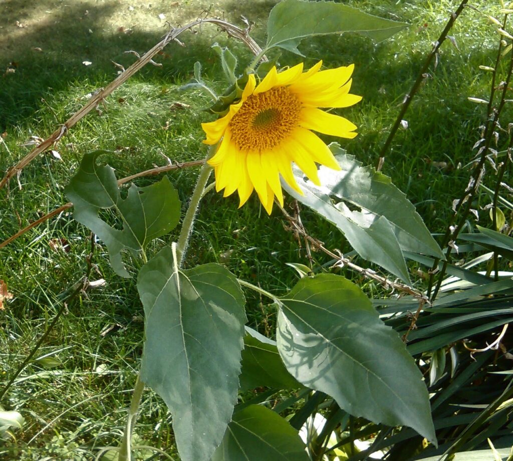 sunflower