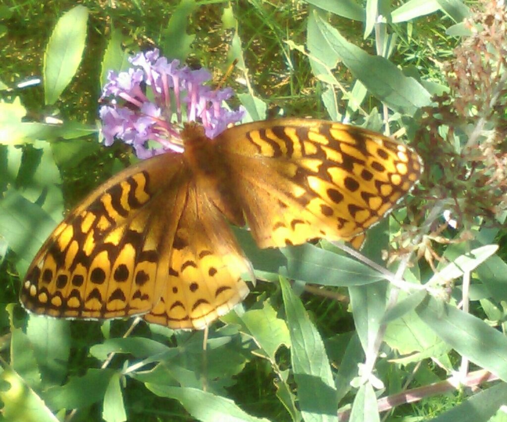 butterfly