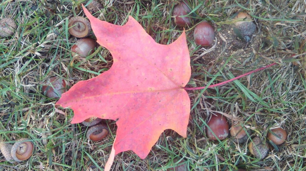 maple leaf and acorns
