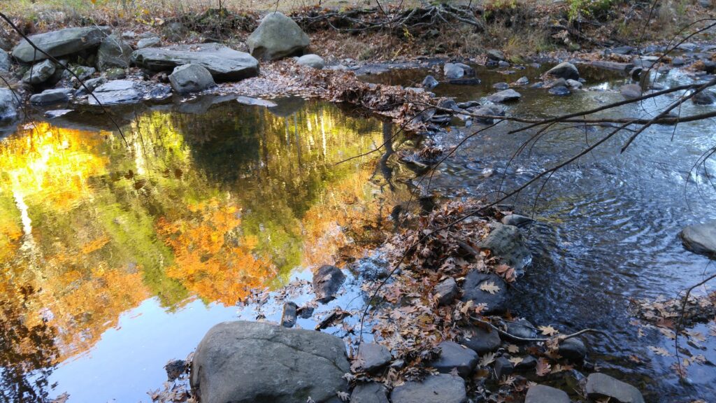 woods and water