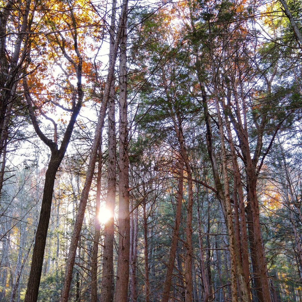 woods