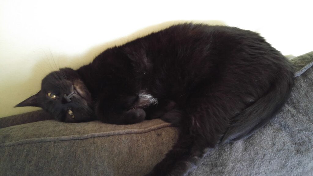 Jack the cat