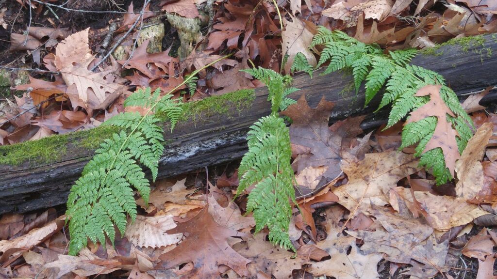 ferns and foliage