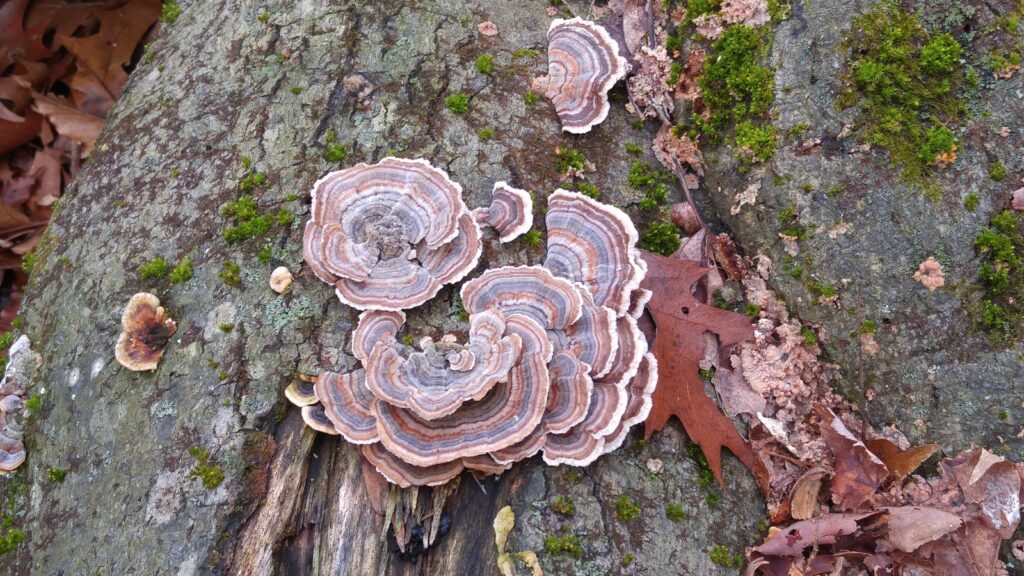 fungi in the woods