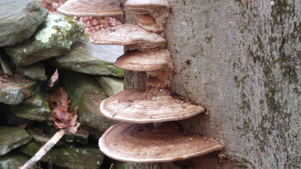 fungi in the woods