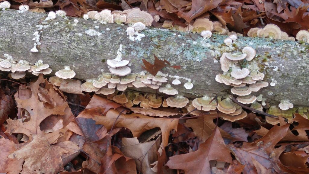 fungi in the woods