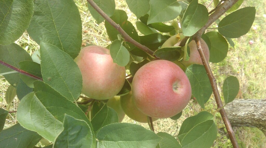 apple tree