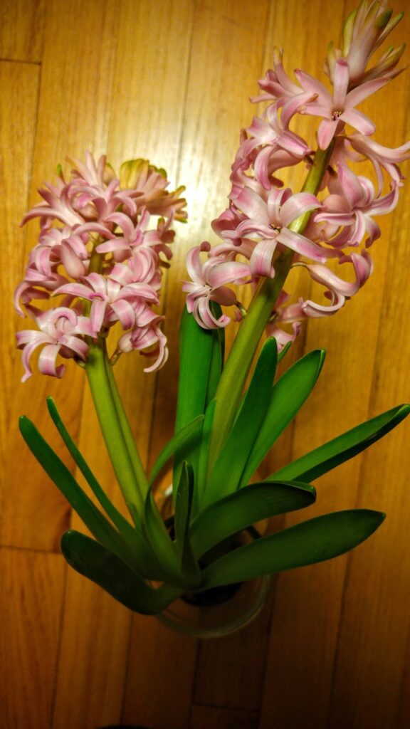 hyacinth