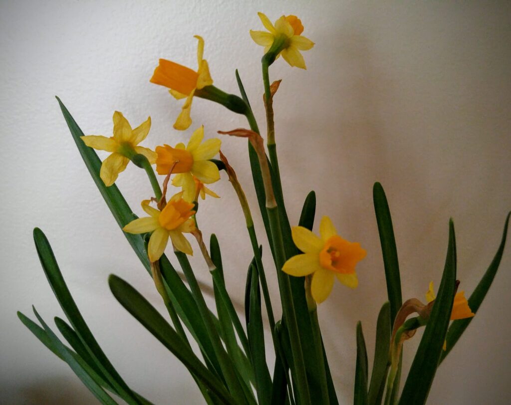 spring flowers