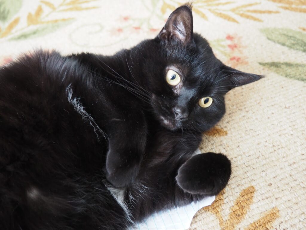 Jack the cat