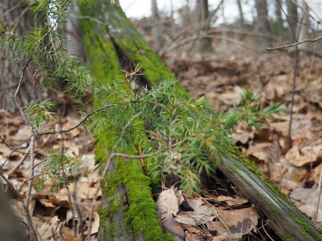woods