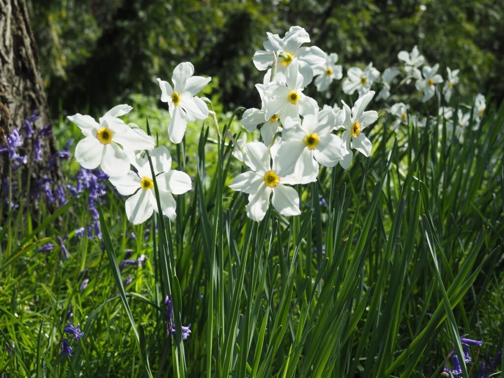 Spring Flowers