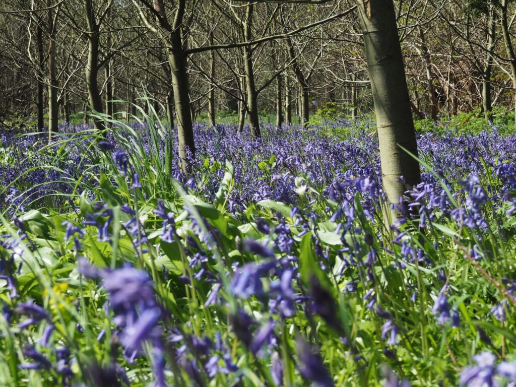 Kew Gardens--bluebells