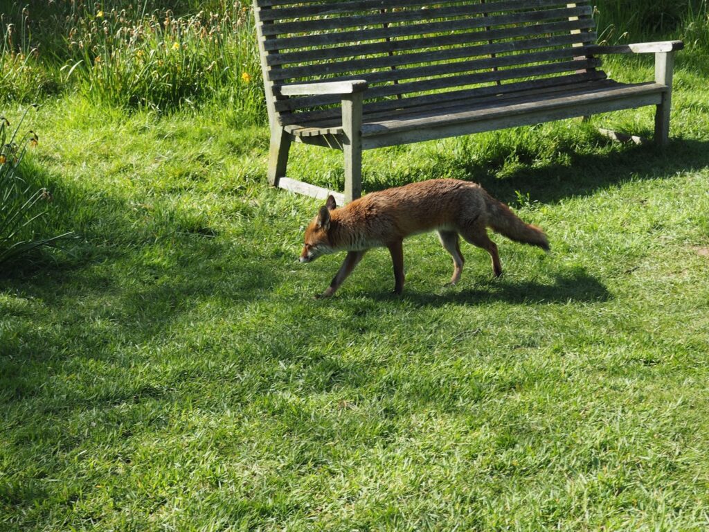 Kew Gardens--fox
