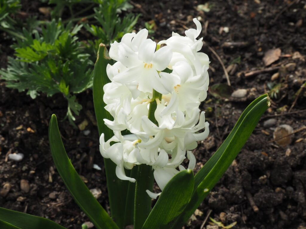 Hyacinth