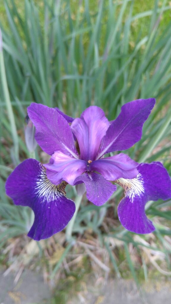 purple iris