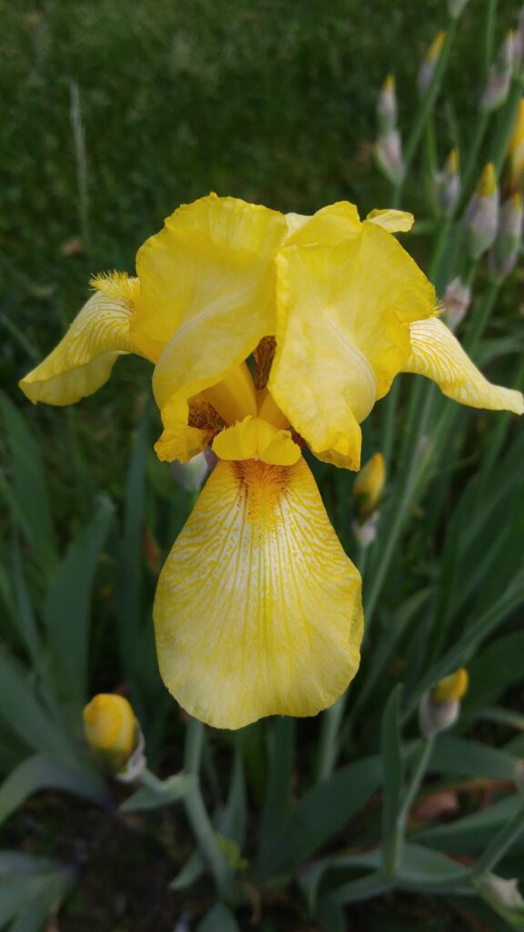 yellow iris