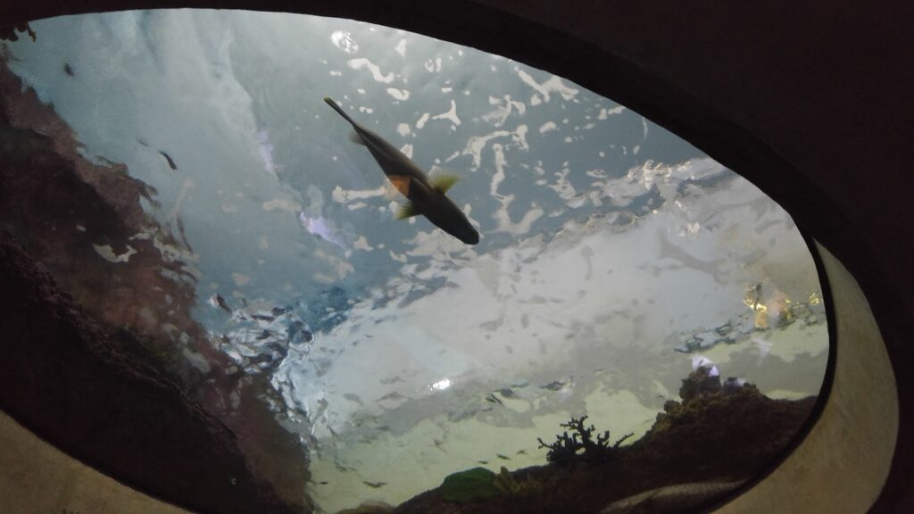 aquarium