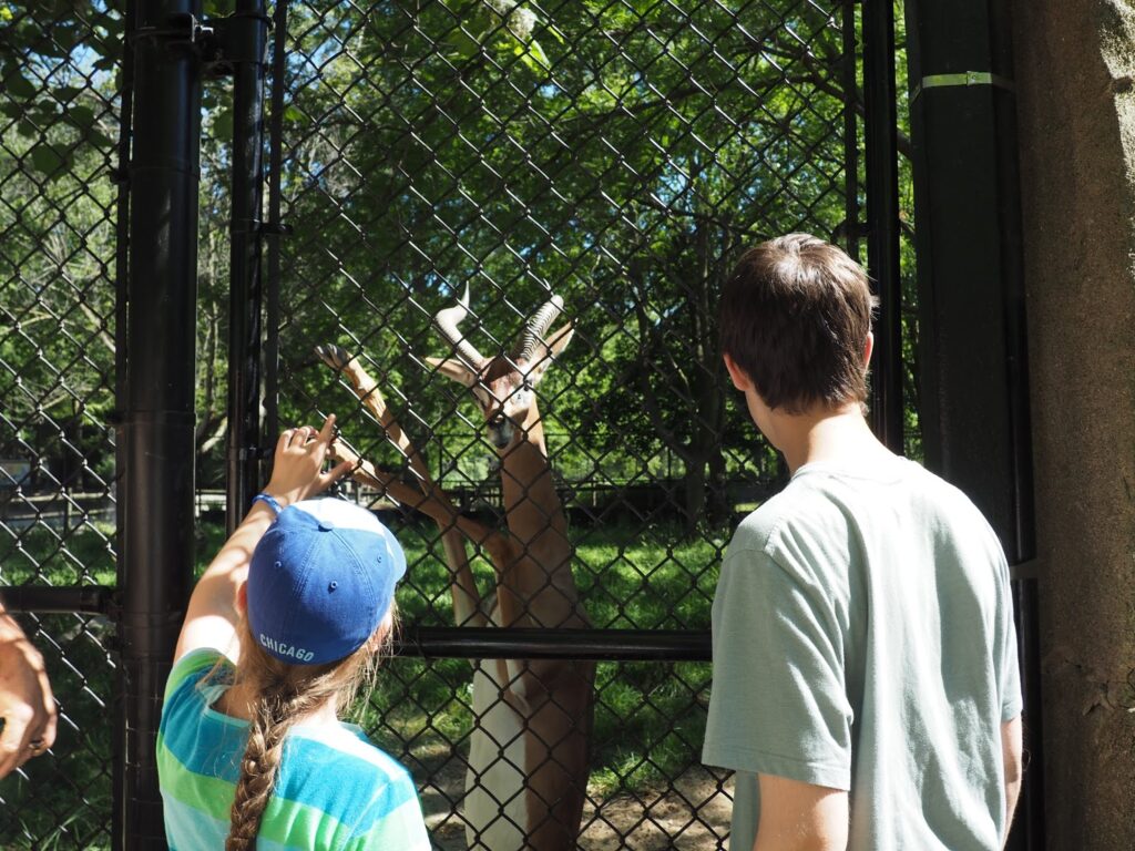 feeding a gerenuk