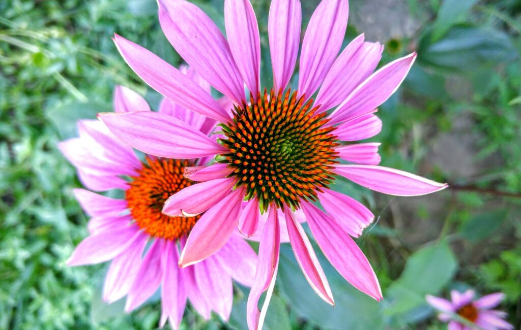 Cone flowers