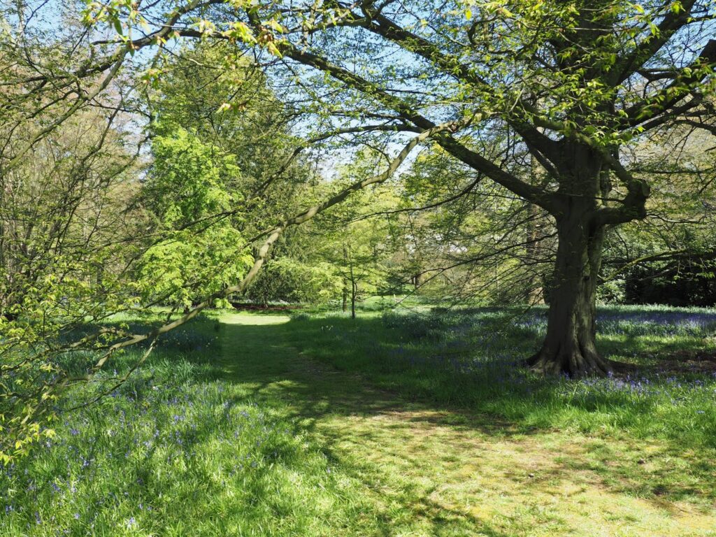 woodland path