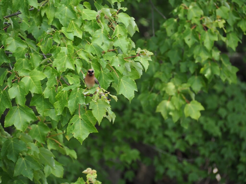 bird in a tree