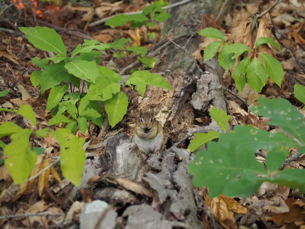 chipmunk