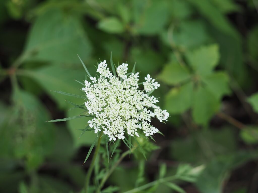 wildflower