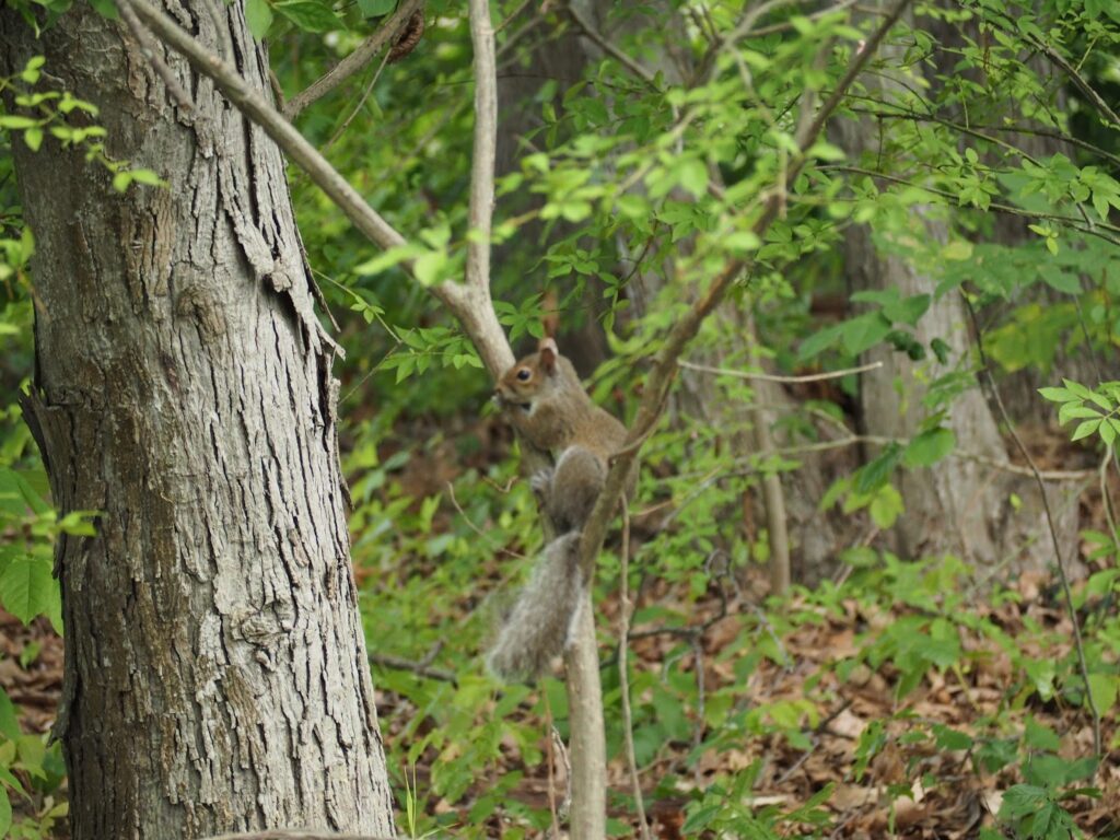 squirrel