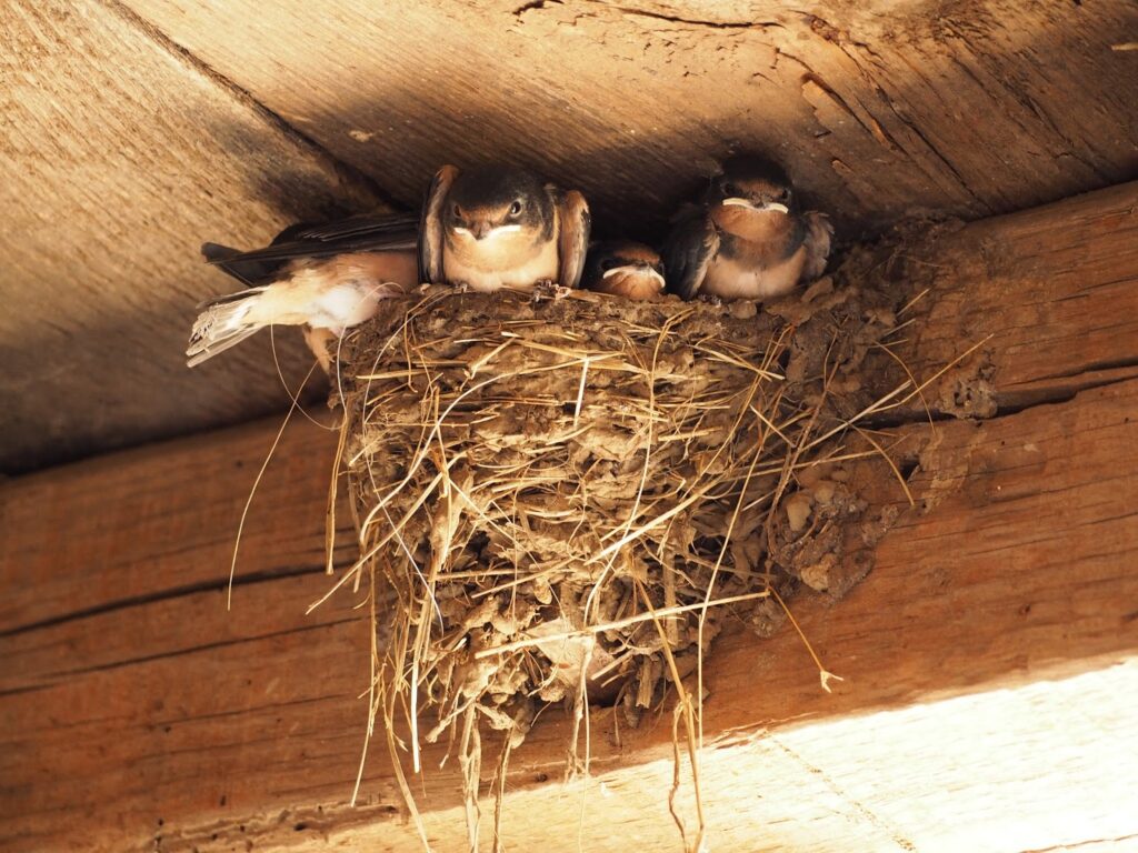 baby birds in a nest