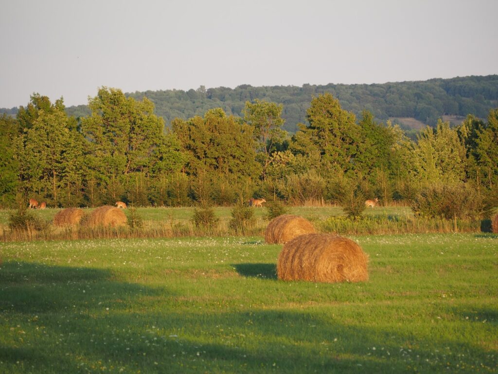 field with deer