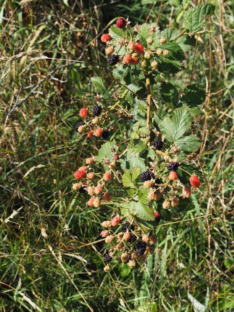 blackberries