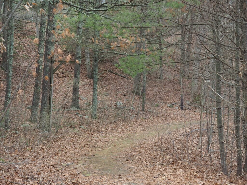 woodland path