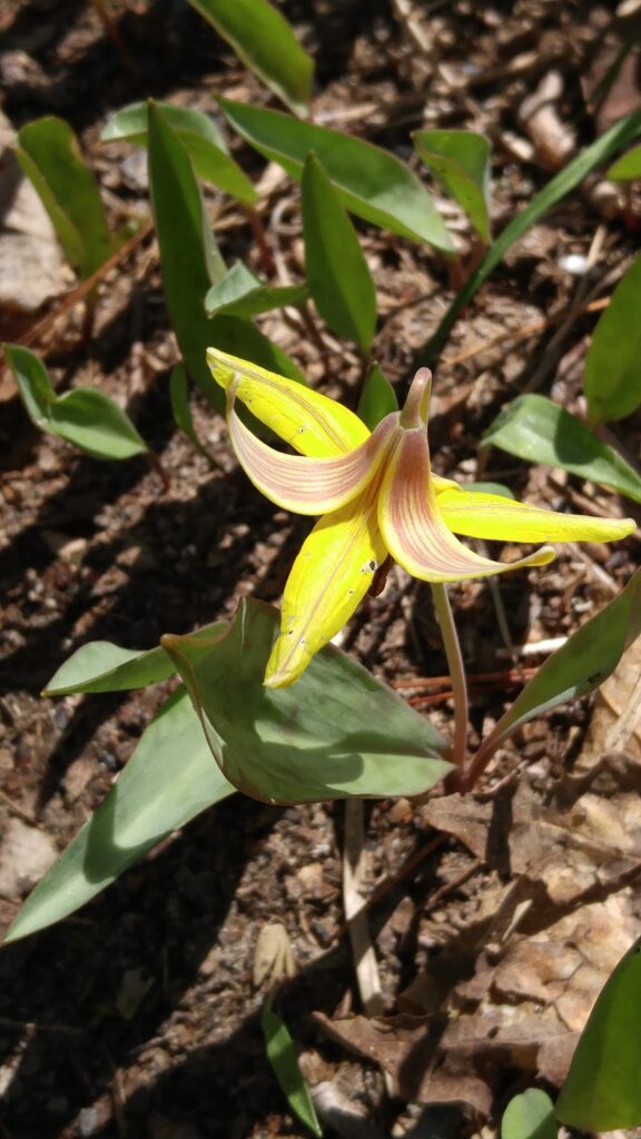 spring flower