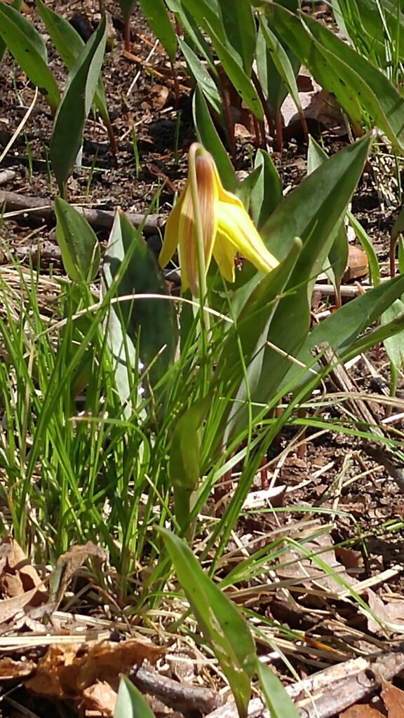 spring flower