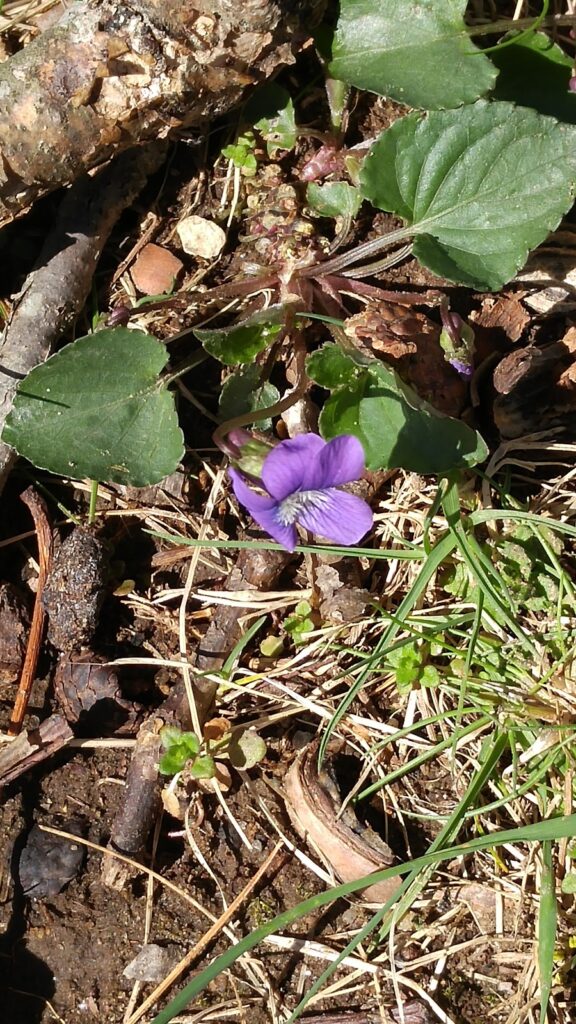 violet