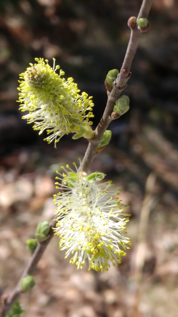 spring buds