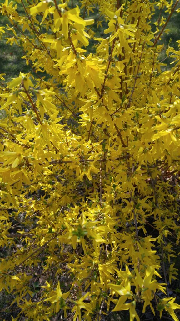 forsythia