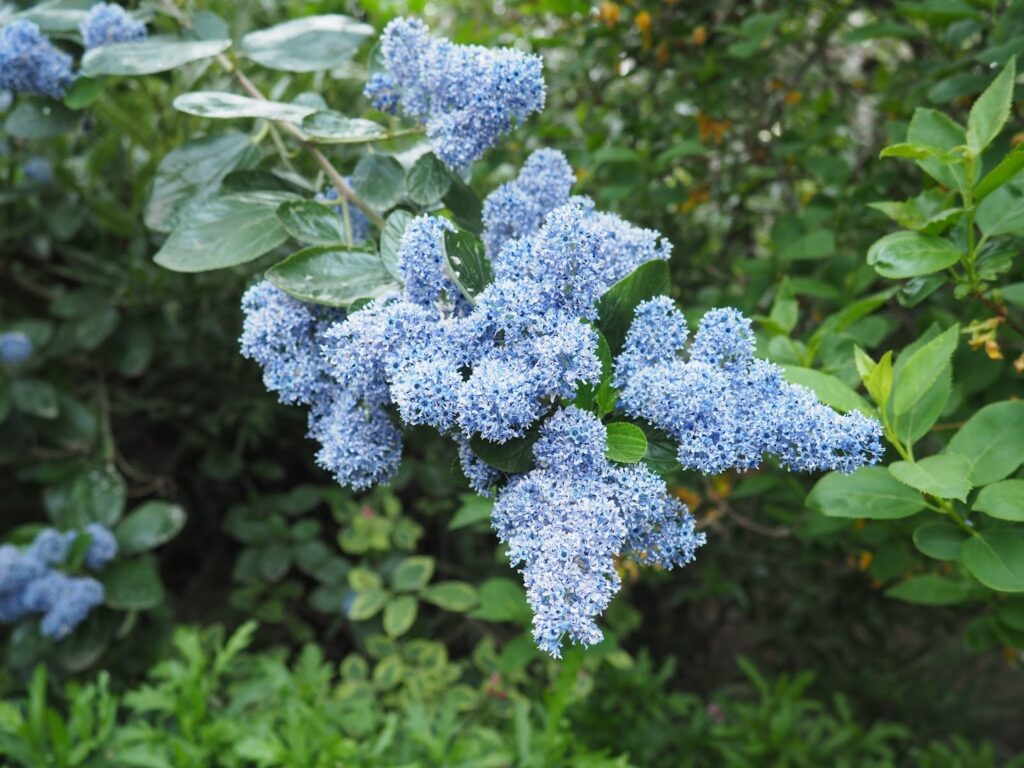 spring blooms