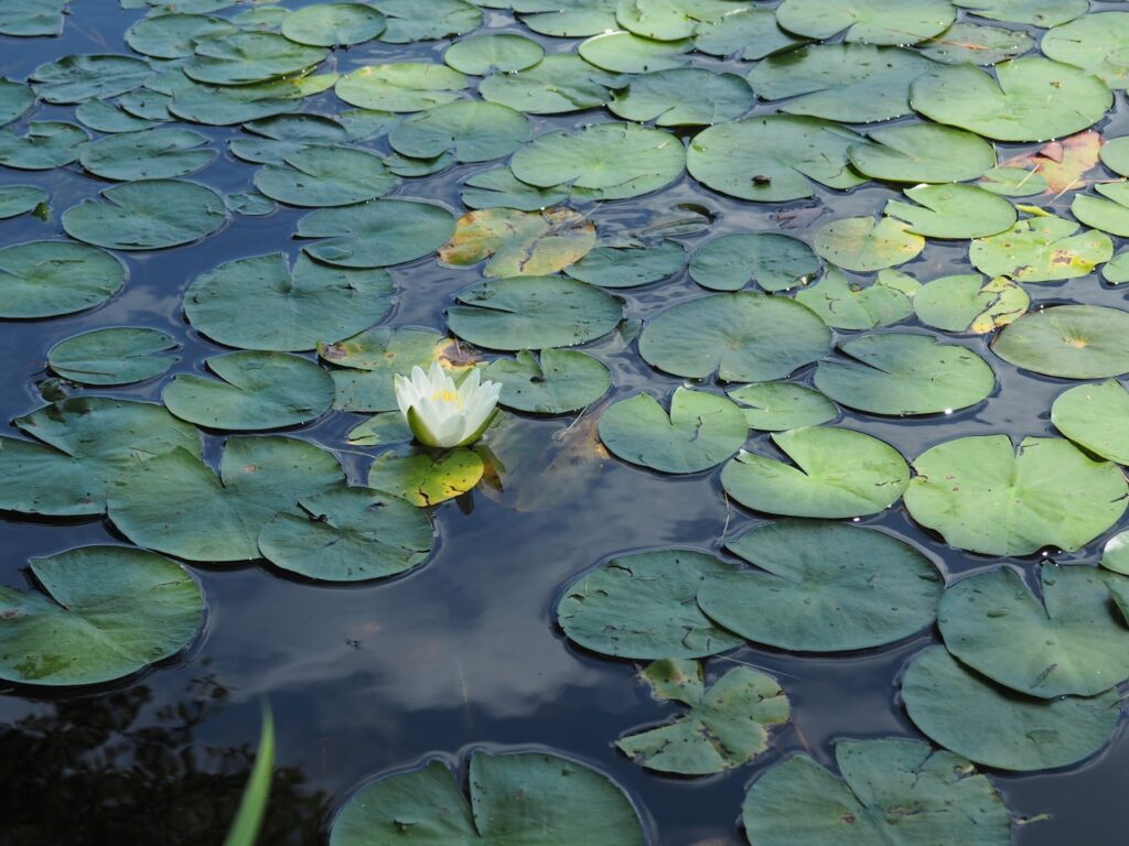 lily pads