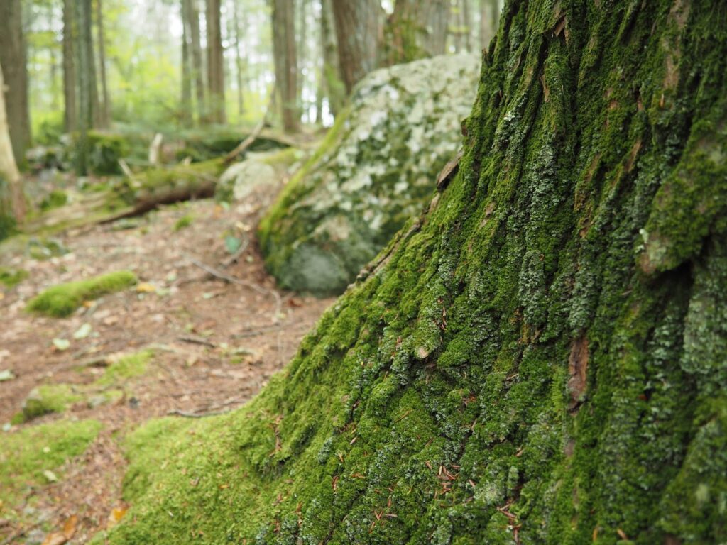 Old Furnace State Park