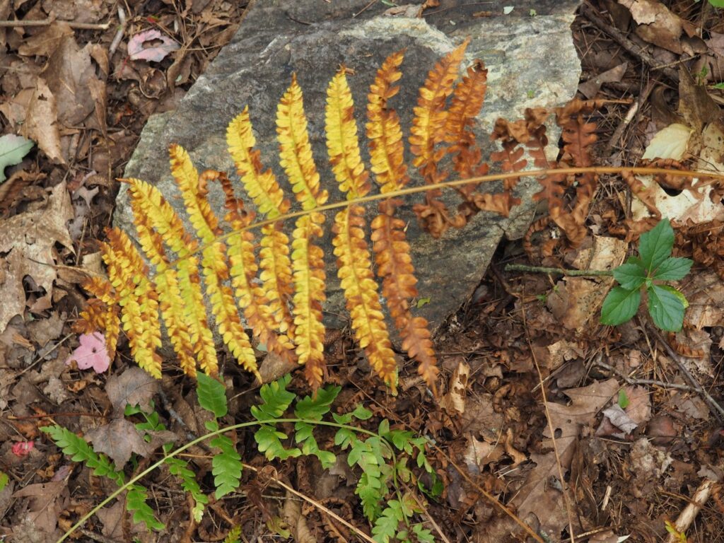 autumn fern